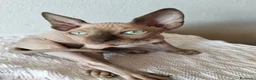 Sphynx gatti in vendita: Gatti Sphynx  - Annuncio 7