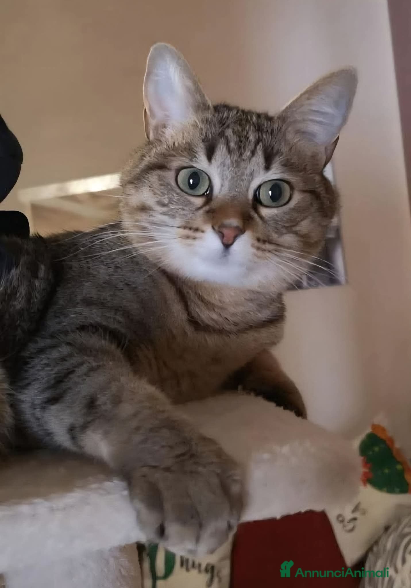 Meticcio gatti ADOZ.DEL💔:papà umano in CTO,nn può stare sola! - Annuncio 3