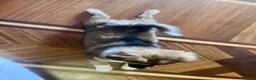 Meticcio cani in regalo: Cucciolo taglia piccola 3 mesi - Annuncio 7