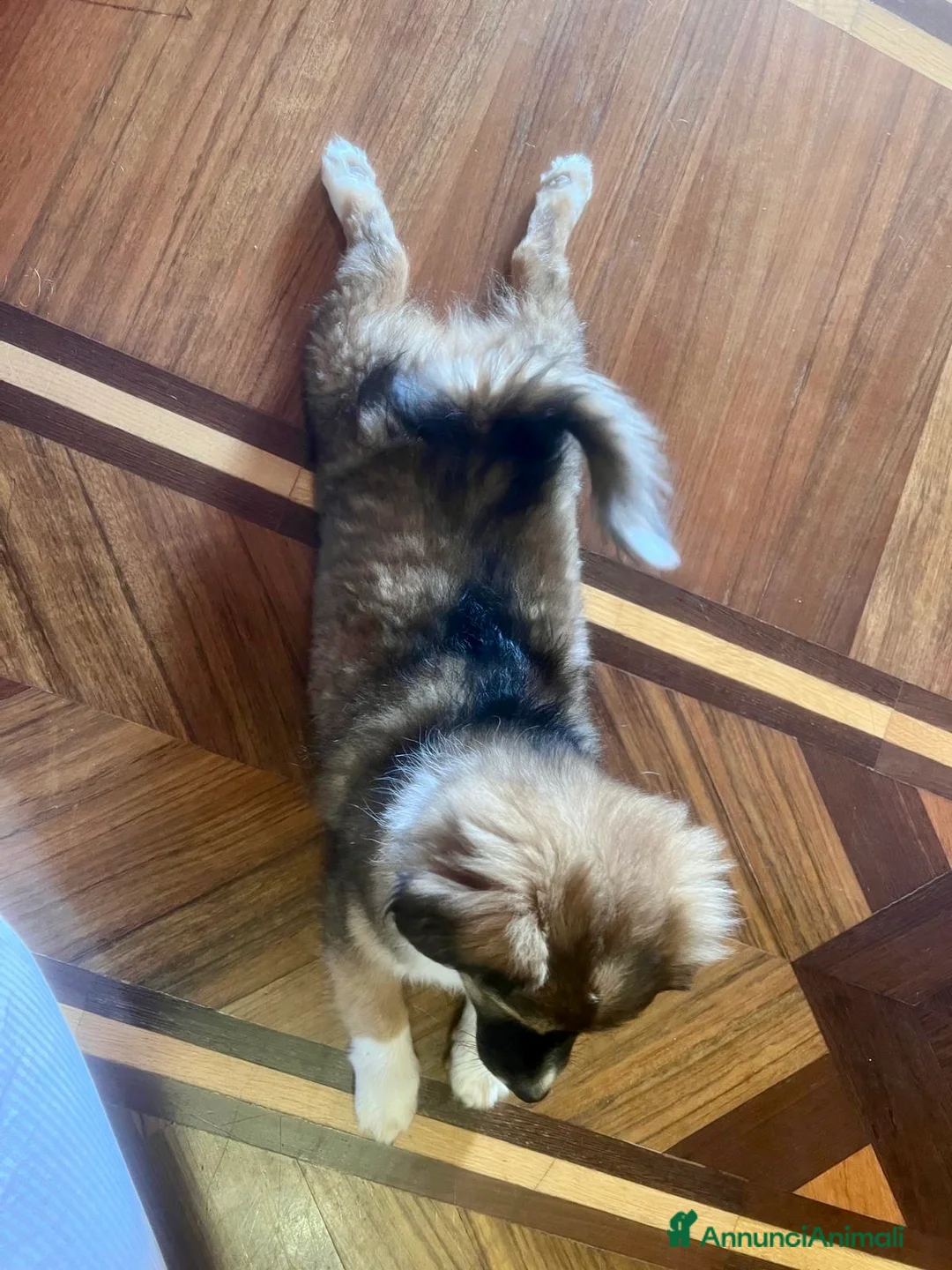 Meticcio cani in regalo: Cucciolo taglia piccola 3 mesi - Annuncio 7