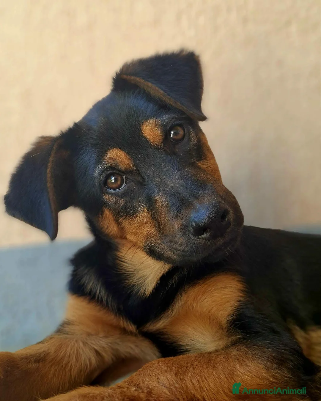 Pastore Tedesco cani in regalo: DAISY, cucciola mix PASTORINA super coccolona! - Annuncio 1
