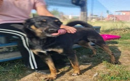 Meticcio cani in regalo: Up, simpaticissimo simil pincher  a Provincia di Latina - Immagine 5