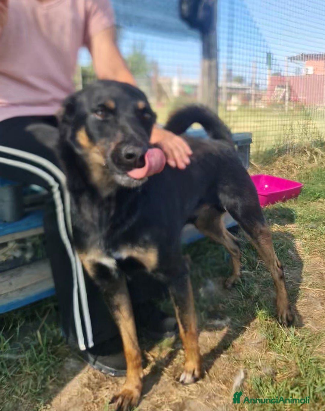 Meticcio cani in regalo: Up, simpaticissimo simil pincher  a Provincia di Latina - Immagine 5