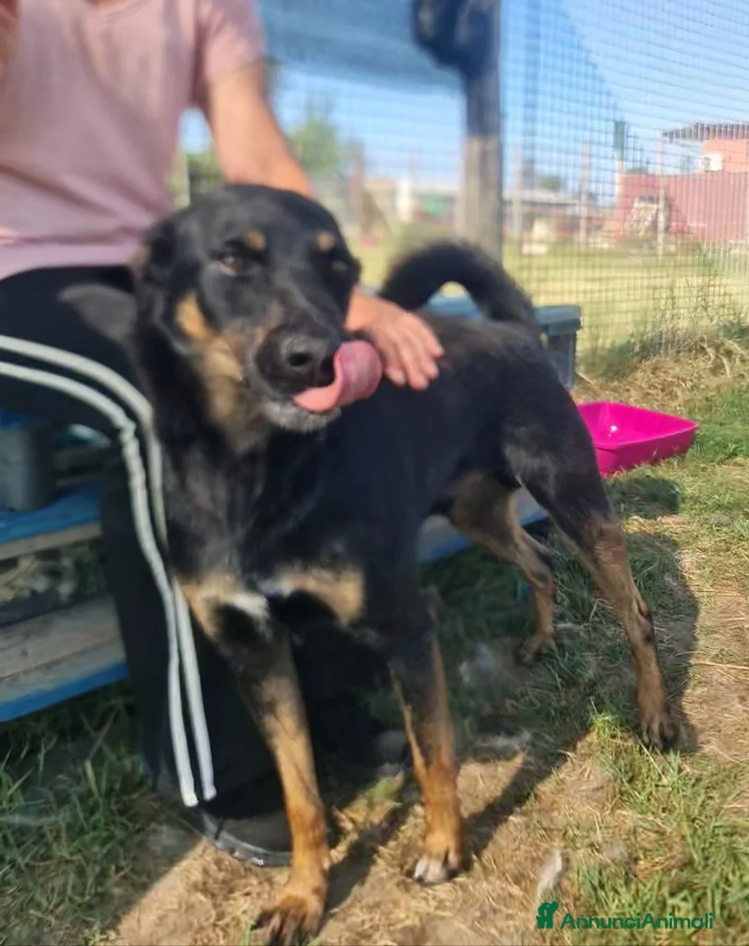 Meticcio cani in regalo: Up, simpaticissimo simil pincher  a Provincia di Latina - Annuncio 5