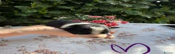 Border Collie cani in vendita: Border collie  - Annuncio 8