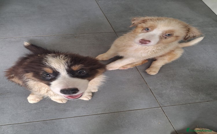 Australian Shepherd cani - Annuncio 1