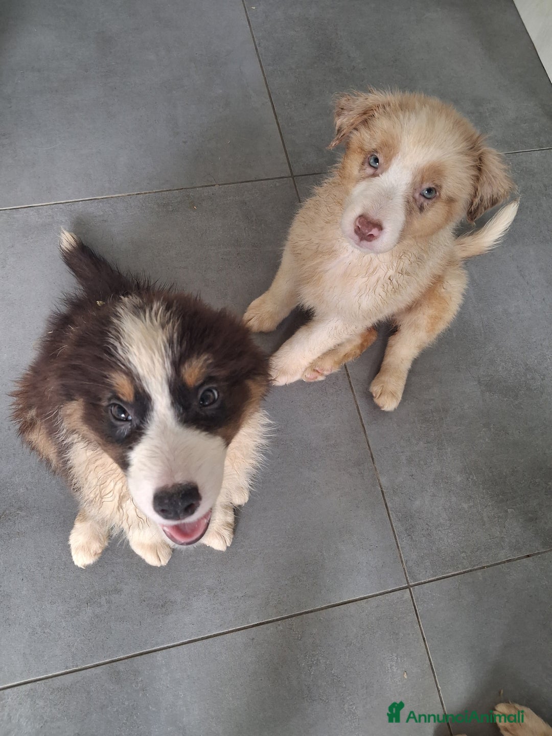 Australian Shepherd cani in vendita: Cuccioli pastore australiano pedigree  - Immagine 1