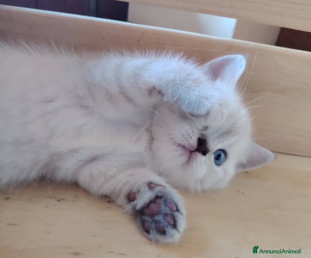 Scottish gatti in vendita: SCOTTISH FOLD E STRAIGHT CON PEDIGREE APERTO a Provincia di Bergamo - Immagine 5