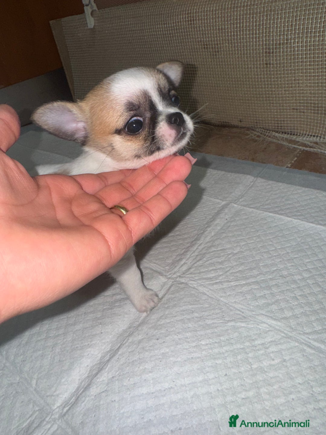 Chihuahua cani in vendita: Cucciole di chihuahua - Annuncio 10