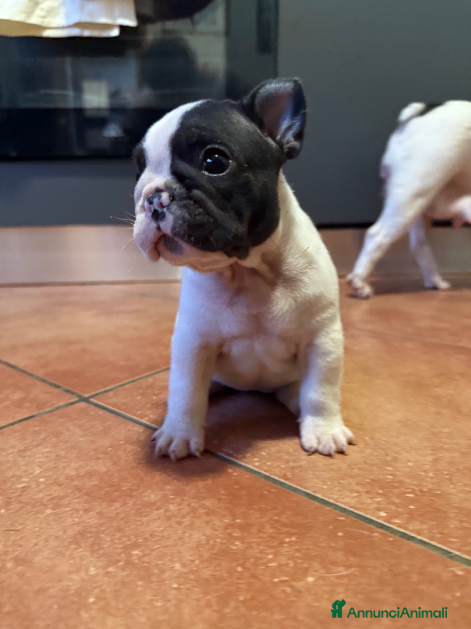 Bulldog Francese cani Bulldog francese cuccioli  - Annuncio 1