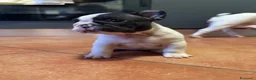 Bulldog Francese cani in vendita: Bulldog francese cuccioli  - Annuncio 1