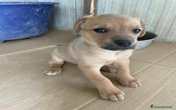 Akita Americano cani in regalo: LA TENERA NEVADA a Città metropolitana di Milano - Immagine 3