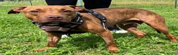 Meticcio cani in regalo: ALMA BELLISSIMA PIT - Annuncio 7