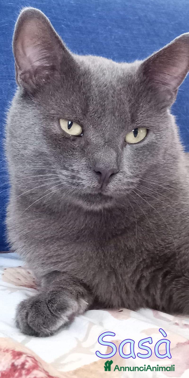 Certosino gatti SASA’ DOLCISSIMO GATTINO SIMILCERTOSINO - Annuncio 1