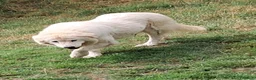Pastore Abbruzzese Maremmano cani in vendita: Cuccioli di pastore Abruzzese Maremmano  - Annuncio 8