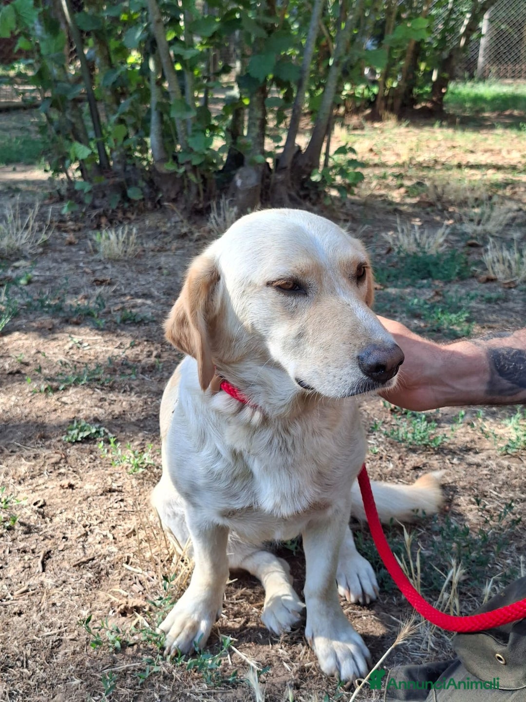 Meticcio cani in regalo: RAMONA STA ASPETTANDO UNA CASA E TANTO AMORE - Annuncio 3