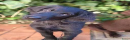 Flat Coated cani in vendita: Cuccioli flat coated retriever  - Annuncio 8