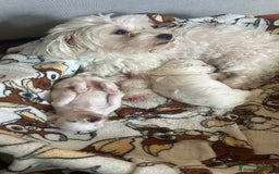 Bolognese cani in vendita: Cuccioli di Bolognese - Immagine 4