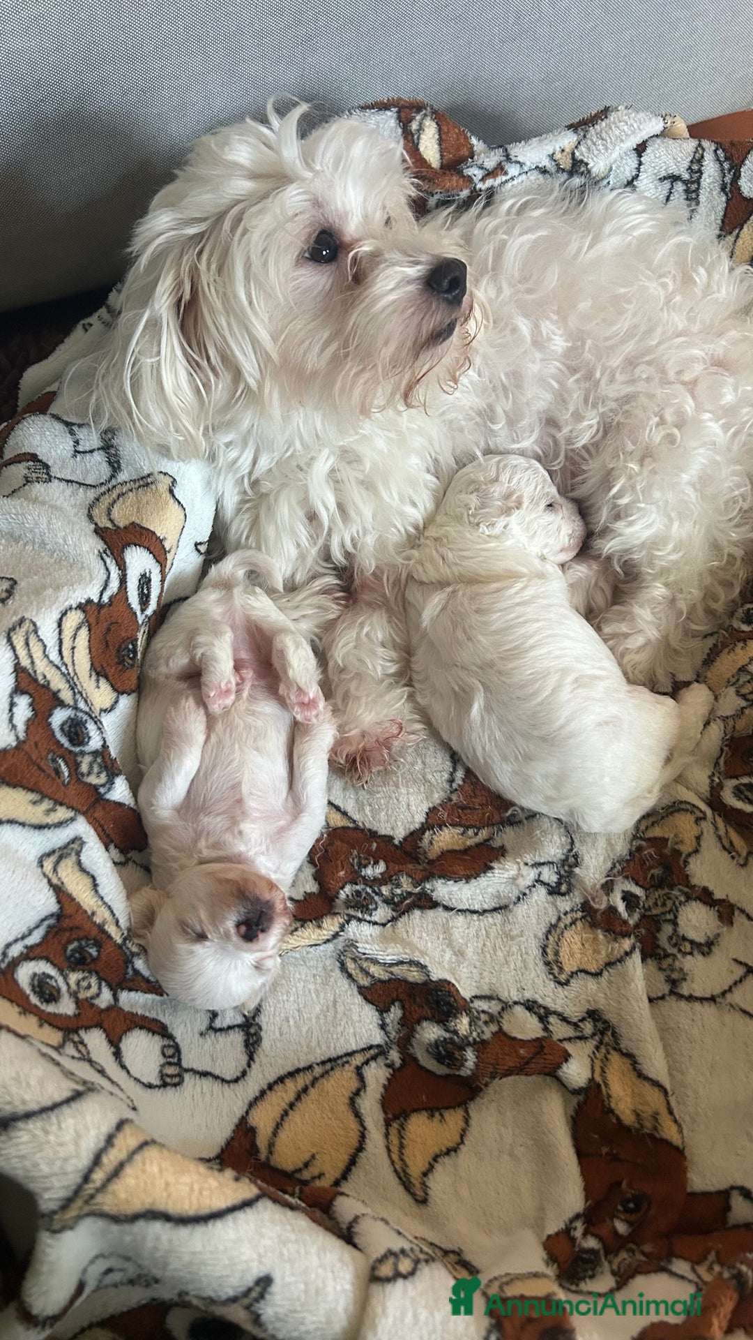 Bolognese cani in vendita: Cuccioli di Bolognese - Immagine 4