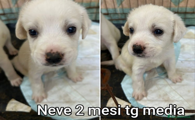 Meticcio cani a Provincia di Arezzo - Annuncio 7
