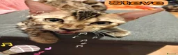 Bengala gatti in vendita: Gattini Bengala pedigree Afsi 4 mesi snow s.brown  - Annuncio 4