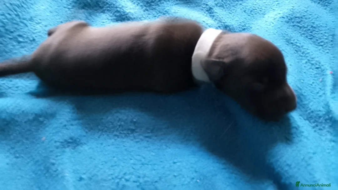 Levriero cani in vendita: Cuccioli di Piccolo Levriero Italiano - Annuncio 13