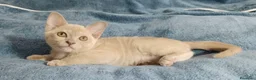 Burmese gatti in vendita: Gattine Burmesi Europei Cioccolato e Lilla - Annuncio 2