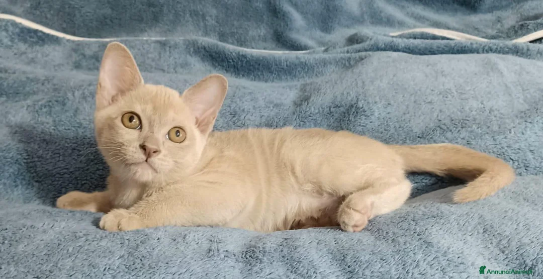 Burmese gatti in vendita: Gattine Burmesi Europei Cioccolato e Lilla - Annuncio 2
