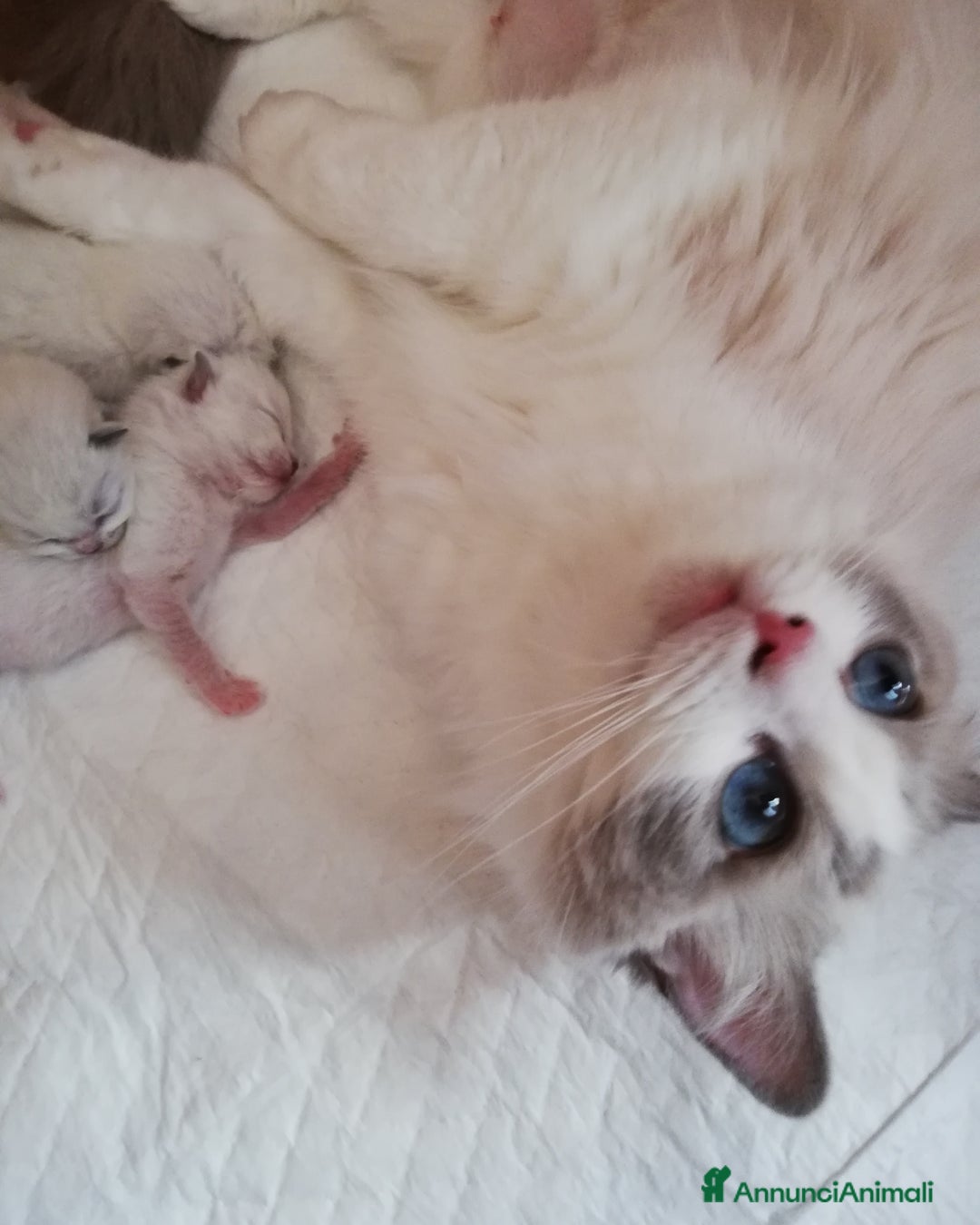 Ragdoll gatti in vendita: Bellissimi Cuccioli Ragdoll ottima genealogia  - Annuncio 4