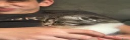 British gatti in vendita: Cuccioli Scottish - Annuncio 9