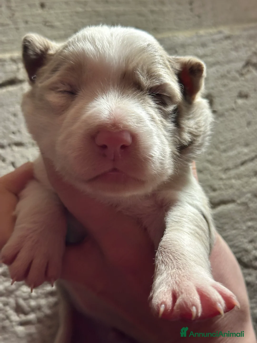 Border Collie cani in vendita: Cuccioli border collie - Annuncio 4