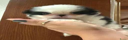 Chin cani in vendita: Cucciolo CHIN  - Annuncio 2