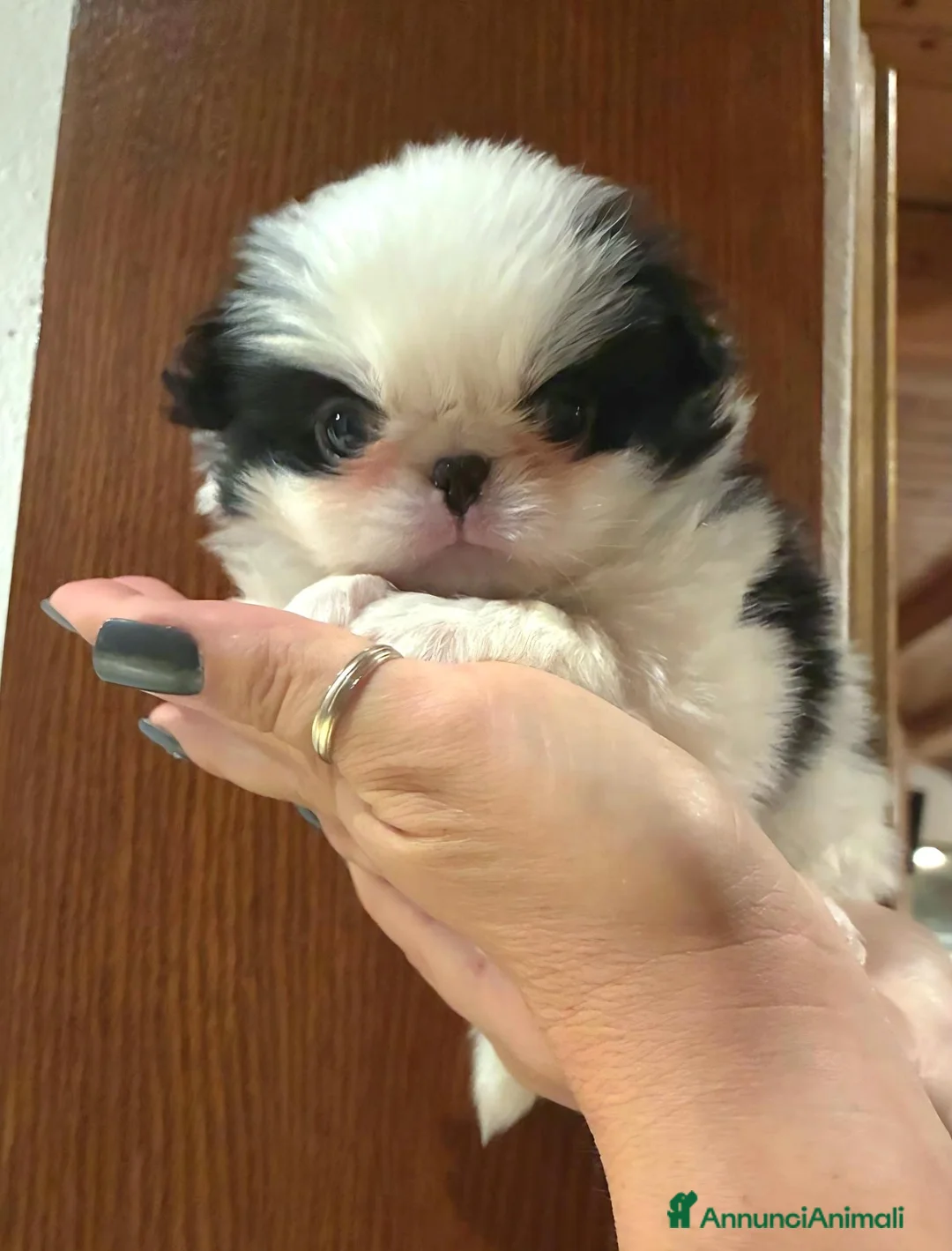 Chin cani in vendita: Cucciolo CHIN  - Annuncio 2