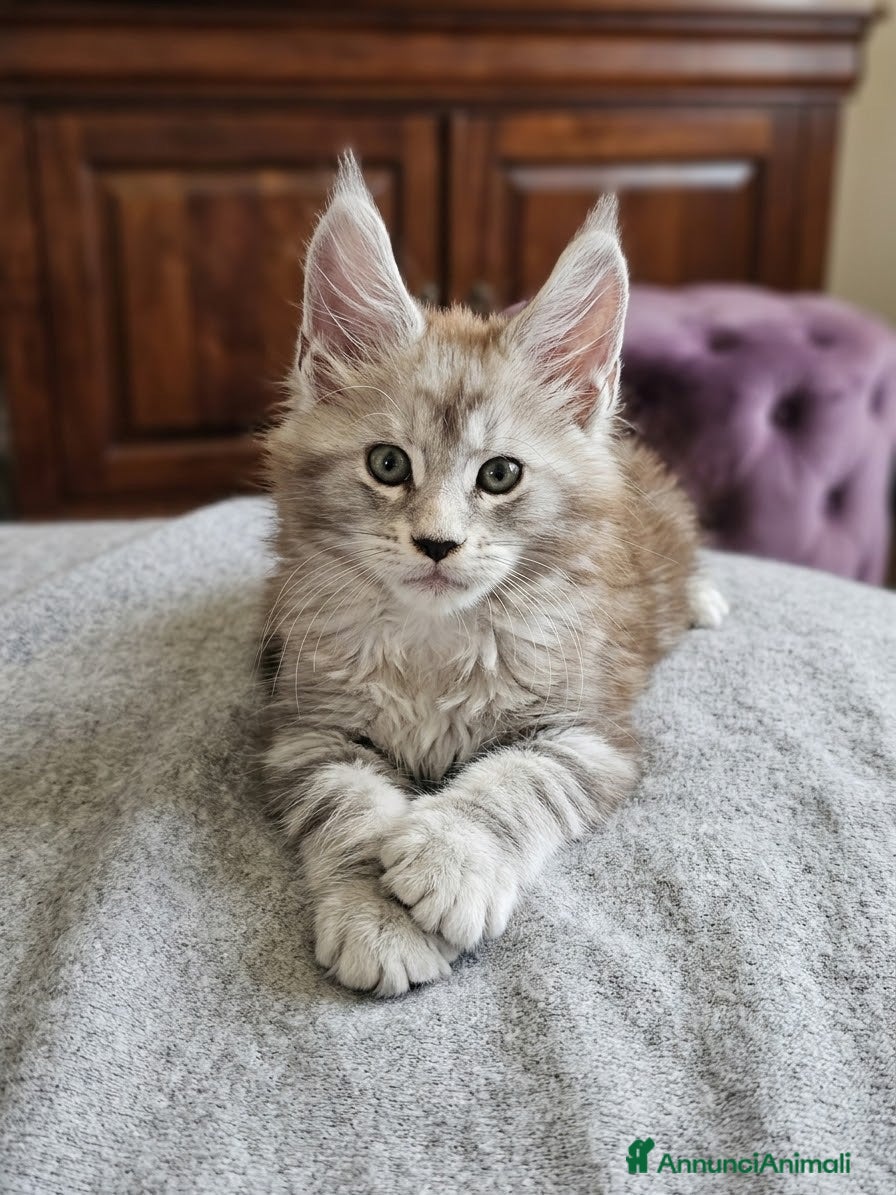 Maine Coon gatti Ultimo cucciolo Maine Coon XXL con Pedigree ANFI - Annuncio 14