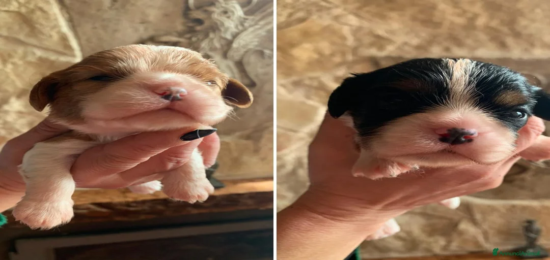 Immagine della galleria {{count}}