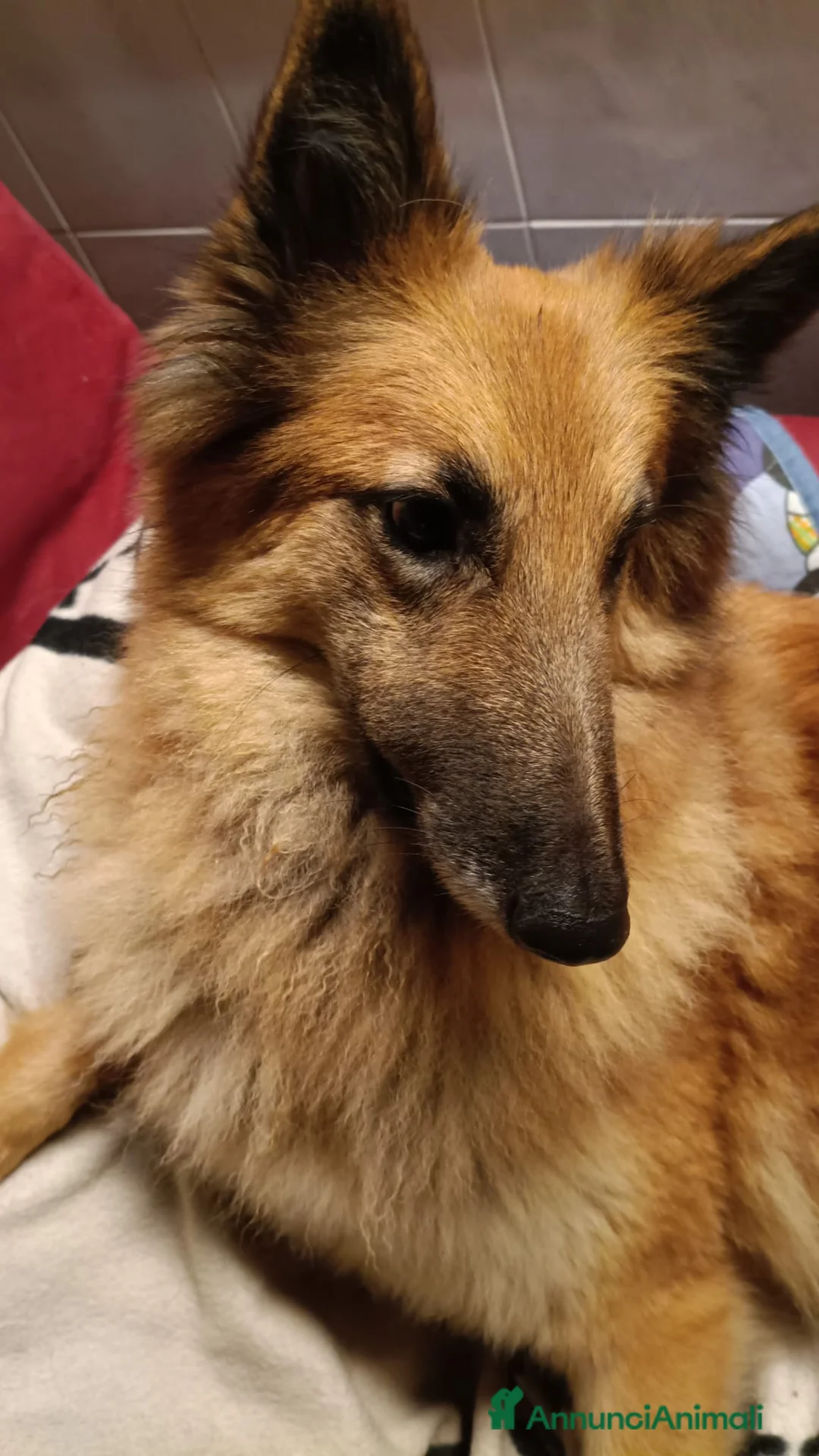 Pastore Belga cani in vendita: Pastore belga tervueren  - Annuncio 4