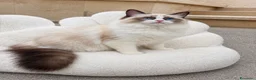 Ragdoll gatti in vendita: Cucciola Ragdoll con pedigree  - Annuncio 4