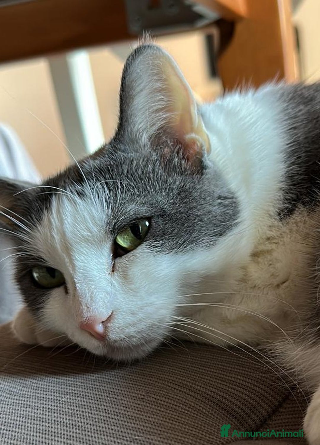 Europeo gatti in regalo: Teneri gatti in adozione, WEINE e UANA! - Annuncio 7