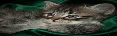 NEMESI 