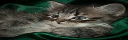 Siberiano gatti in vendita: Splendidi Cuccioli Gatto Siberiano Pedigree ENFI - Annuncio 22