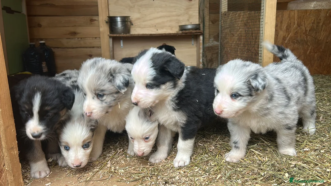 Border Collie cani in vendita:  Cucciolo di Border Collie  - Annuncio 6
