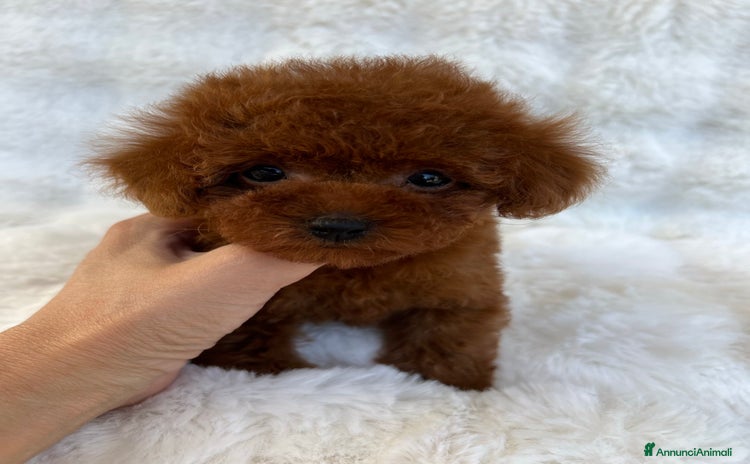 Barboncino Toy cani a Provincia di Isernia - Annuncio 5