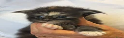 Maine Coon gatti in vendita: Gattini Maine Coon - Annuncio 7