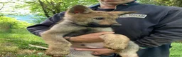 Lupo Cecoslovacco cani in vendita: Cucciolo maschio cane lupo cecoslovacco  - Annuncio 4