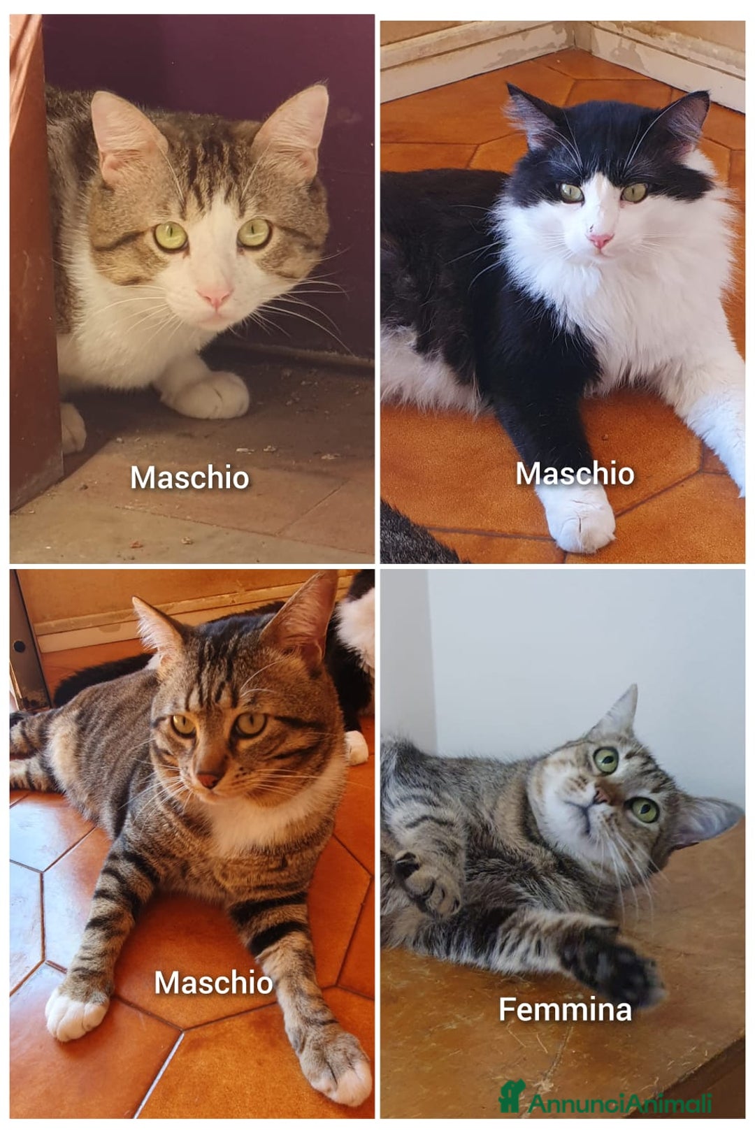 Meticcio gatti in regalo: Cercano casa  a Città metropolitana di Catania - Annuncio 4