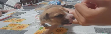 American Pitbull Terrier UKC 6