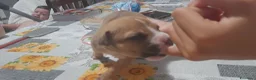 Pitbull cani in vendita: American Pitbull Terrier UKC  a Provincia di Alessandria - Annuncio 8