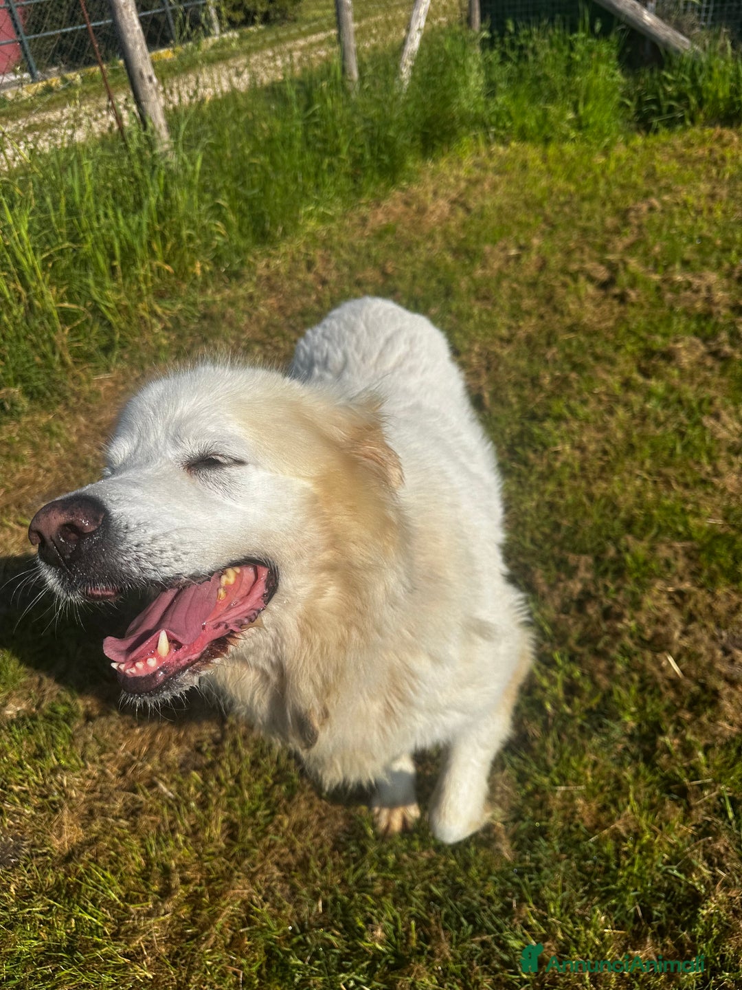 Pastore Maremmano cani in regalo: Vittoria dolcissima maremmana in adozione a Provincia di Latina - Immagine 3