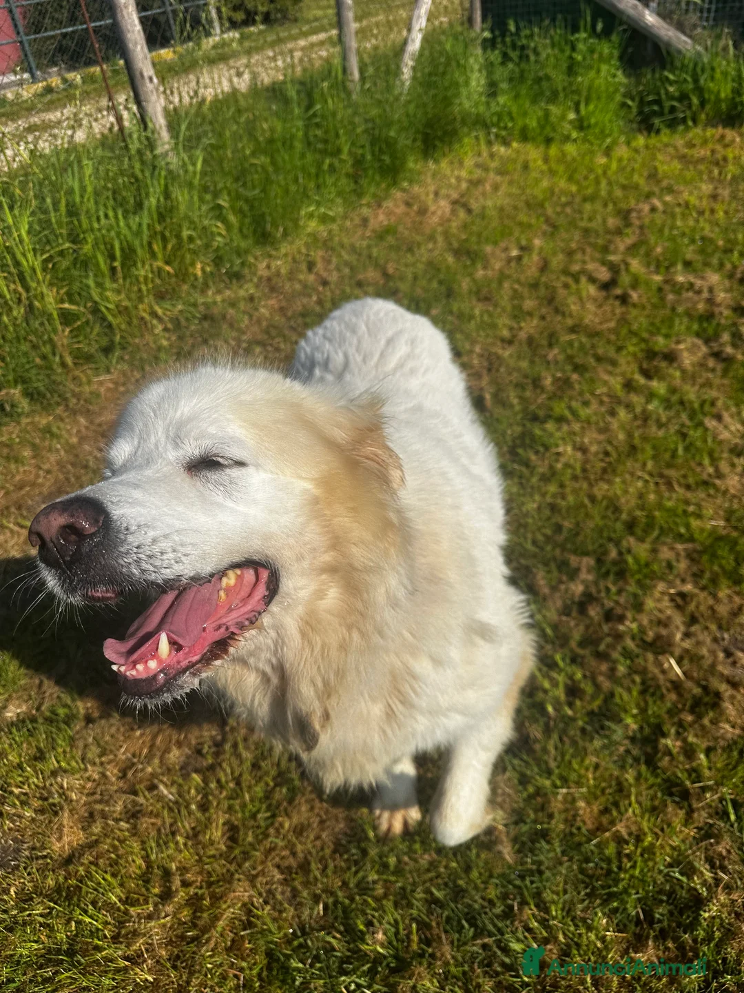 Pastore Maremmano cani in regalo: Vittoria dolcissima maremmana in adozione a Provincia di Latina - Annuncio 3