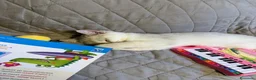 Scottish gatti in vendita: Femmina Scottish straight  - Annuncio 8